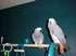 Sandy's two African Greys,Rhett & Scarlett. Sandy raised them since they were a few months old, and talked to them constantly. They repaid the favor, with a large vocabulary, including "Work, work, work", "I'll be right back","no bite, Rhett" & many more