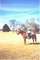 Just 5 days before she passed, Grandma was riding her new horse.