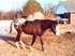 One of Carolyn's favorite horses.