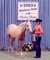 2003 Oklahoma State 4-H Horse Show<br>Two Year Old Class<br>Placed 9th 