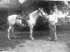 Junior and riding horse<br>1945